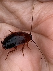 Parcoblatta americana