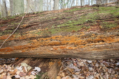 Botryobasidium simile