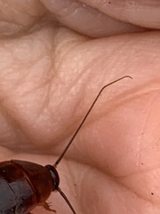 Parcoblatta americana