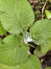 Salvia canariensis