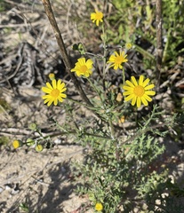 Senecio gallicus