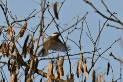 Poecile palustris