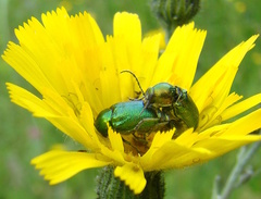 Cryptocephalus sericeus