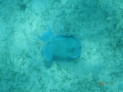 Pseudobalistes fuscus