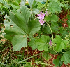Malva multiflora
