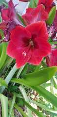 Hippeastrum hybridum