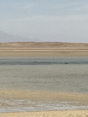 Chroicocephalus genei