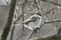 Poecile palustris