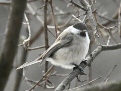 Poecile palustris