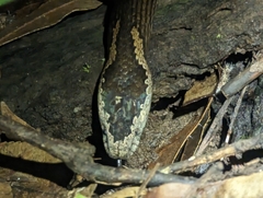 Cacophis squamulosus