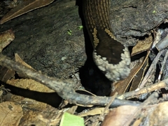 Cacophis squamulosus
