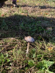 Coprinus comatus