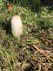 Coprinus comatus