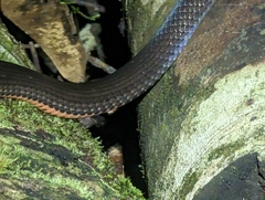 Cacophis squamulosus