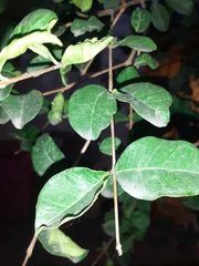 Eugenia quebradensis