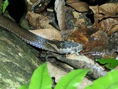 Cacophis squamulosus