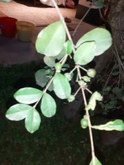 Eugenia quebradensis