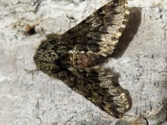 Apocheima hispidaria