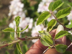 Rosa multiflora cathayensis