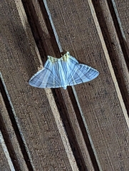 Phrygionis platinata