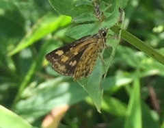 Ampittia dioscorides camertes