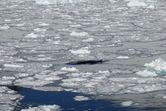 Balaenoptera bonaerensis
