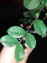 Eugenia quebradensis