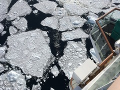 Balaenoptera bonaerensis