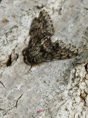 Apocheima hispidaria