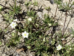 Spergula morisonii
