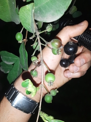 Eugenia quebradensis