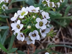 Lobularia maritima
