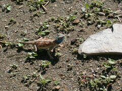 Agama aculeata