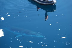 Balaenoptera bonaerensis