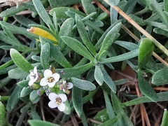 Lobularia maritima
