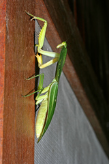 Choeradodis rhombicollis