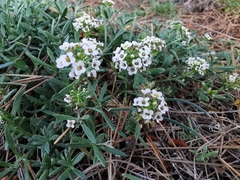 Lobularia maritima
