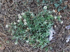 Lobularia maritima