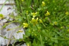 Ranunculus hyperboreus