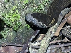Cacophis squamulosus