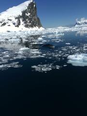 Balaenoptera bonaerensis