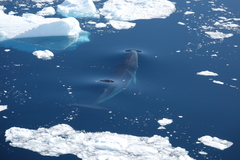 Balaenoptera bonaerensis