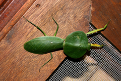 Choeradodis rhombicollis