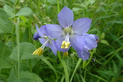 Polemonium acutiflorum