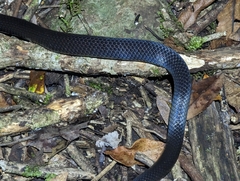 Cacophis squamulosus