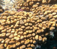 Goniastrea stelligera