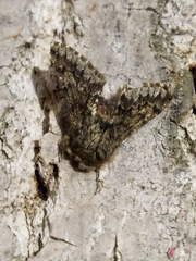 Apocheima hispidaria