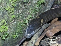 Cacophis squamulosus
