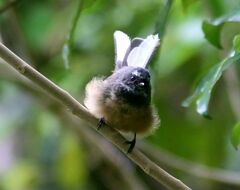 Rhipidura fuliginosa fuliginosa