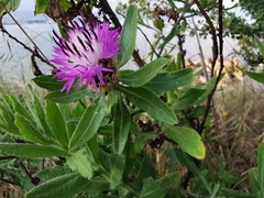 Centaurea aspera